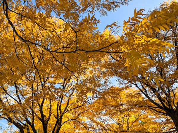 Yellow leaves along the Charles River Esplanade in Boston forming a 'ceiling' that almost covers the blue sky