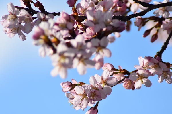 The leaves of a tree are beginning to bud, forming pink flowers on their tips against a sunny blue sky in the background